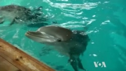 Scientists Try to Crack Dolphins' Language