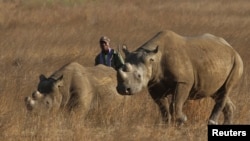 Un ranger marche derrière deux rhinocéros dans un parc protégé près de Marondera, à l'est de la capitale Harare, Zimbabwe, le 20 septembre 2014.