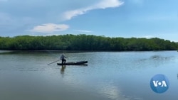 Climate Change Stresses El Salvador’s Mangrove Forests