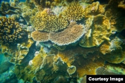 Onshore coral, Lady Elliot Island, Great Barrier Reef, Queensland, Australia, March 20, 2015, (Courtesy Image, DFAT / Patrick Hamilton).