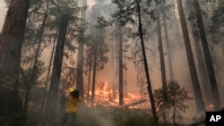A videographer records the Rim Fire burning through trees near Yosemite National Park, California, August 27, 2013.