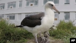 In this 2018 photo provided by the U.S. Fish and Wildlife Service is Wisdom, the world's oldest known breeding bird with a chick sits in a nest at the Midway Atoll National Wildlife Refuge and Battle of Midway National Memorial.