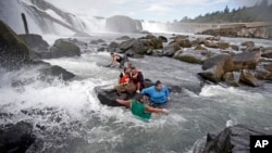 Tribal fisherman work their way through the water after catching Lamprey near the Willamette Falls, Friday, June 17, 2016, south of Portland, Ore. Lampreys, an ancient food source for Pacific Northwest tribes, have drastically declined in recent decades. (AP Photo/Rick Bowmer)