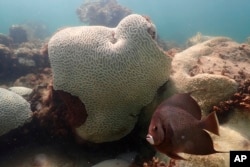 In this image provide by NOAA, a fish swims near coral showing signs of bleaching at Cheeca Rocks off the coast of Islamorada, Florida, July 23, 2023.