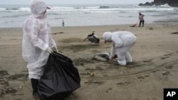 FILE - Municipal workers collect dead pelicans on Santa Maria beach in Lima, Peru, Nov. 30, 2022, as thousands of birds died in November along the Pacific of Peru from bird flu, according to The National Forest and Wildlife Service (Serfor).