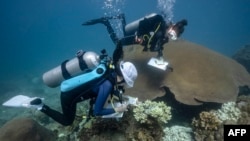 This underwater photo taken on June 14, 2024 shows Black Turtle Dive conservation teacher Sandra Rubio (R) and her student Nannalin &quot;Fleur&quot; Pornprasertsom (L) conducting a coral survey around Koh Tao island in the southern Thai province of Surat Thani.