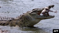 A Yamoussoukro, il reste quelque 300 sauriens que collectionnait l'ancien président Félix Houphouët-Boigny.