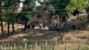 Members of the Myanmar Border Guard Police, in civilian clothing, sit under the shade of trees after abandoning their posts following fighting between Myanmar security forces and Arakan Army fighters, as Bangladesh border guards patrol, in Bangladesh, Feb. 5, 2024.