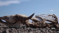 UN Member States Focus on Environmental Crisis at Nairobi Meeting