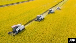 FILE - This aerial photo taken on Oct. 24, 2023, shows combines harvesting rice in Nantong, China's eastern Jiangsu province. Global food prices fell from record highs in 2022, but rice and sugar were two commodities that rose. 