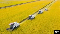 FILE — This aerial photo taken on Oct. 24, 2023, show combines harvesting rice in Nantong, China's eastern Jiangsu province.
