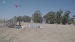 Kota Hijau Futuristik "California Forever" Ditolak Warga