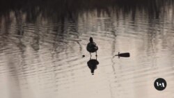 Volunteers Join Annual Christmas Bird Count