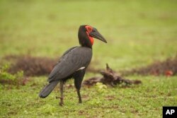 A South African Hornbill bird is seen in Gonarezhou National Park, Oct. 30, 2023.