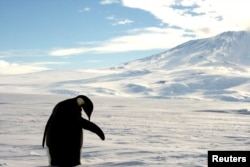 FILE - A foraging Emperor penguin preens on snow-covered sea ice in Antarctica, Dec. 9, 2006.