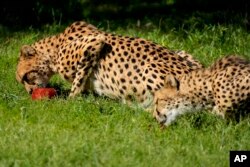 Cheetahs eat frozen bloodcicles at the Phoenix Zoo, Tuesday, June 27, 2023, in Phoenix.