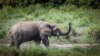 Cameroonian Villagers Say Elephants Devastate Farmlands, Plead for Help