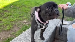 Bulldog francés, el perro más popular en EEUU