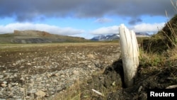 FILE - Wrangel Island in the Arctic Ocean off the coast of Siberia, Russia, where woolly mammoths lived until about 4,000 years ago, with the remnants of a mammoth’s tusk sticking out of the ground, in 2017.