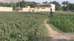 د سبزي د مناسب مارکیټ او سړو خونو د نه شتون له امله له ستونزو سره مخ یو – کروندګر