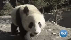 VOA Asia Weekly: US-China Panda Diplomacy Ending