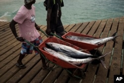 Fishermen carry tuna in Santa Maria, island of Sal, Cape Verde, Friday, Aug. 25, 2023. (AP Photo/Felipe Dana)