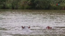 Colombia: Plan de control de hipopótamos