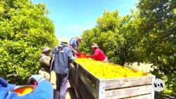 South Africa’s Agricultural Business Chamber Calls for Early Renewal of AGOA