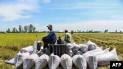 Thu hoạch lúa ở Cần Thơ.