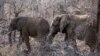 Elephants trample Spanish tourist to death in South Africa