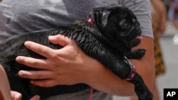A dog overwhelmed by the heat is carried in his owner's arms in Rome, July 8, 2023. An intense heat wave reached Italy, bringing temperatures close to 40 degrees Celsius (104 Farenheit) in many cities across the country.