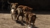 A group of dogs roams the streets of Srinagar, Jammu and Kashmir, India. (Wasim Nabi/VOA)