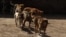 A group of dogs roams the streets of Srinagar, Jammu and Kashmir, India. (Wasim Nabi/VOA)