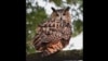 Eurasian Owl Still on the Fly a Year After Escaping New York Zoo