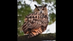 Eurasian Owl Still on the Fly a Year After Escaping New York Zoo