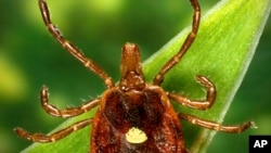 This undated photo provided by the U.S. Centers for Disease Control and Prevention shows a female Lone Star tick, is found mainly in the Southeast. (James Gathany/CDC via AP)