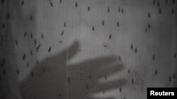 Pour éradiquer les mouches, les experts ont recours à la technique dite de l'insecte stérile, un programme soutenu par la FAO.