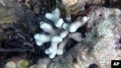 This photo provided by the Florida Keys National Marine Sanctuary, shows a finger coral impacted by record-high water temperature at Eastern Dry Rocks off Key West, Fla., in the Florida Keys National Marine Sanctuary, July 17, 2023.