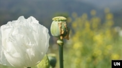 Opium gum seeps out of a poppy capsule ready for harvest in Shan state, Myanmar, 2023. (UNODC)