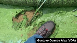 Vista de cómo una cianobacteria convertida en microalga, conocida como "verdín", recubría la arena de la costa norte del Lago de Maracaibo, en junio de 2023.