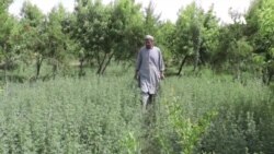 په کندهار کې د تازه میوو حاصلاتو د مارکېټ اړتیا پوره کړې ده – کروندګر