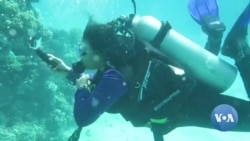 Scientists Say Israel-Sudan Coral Reef Project Stymied