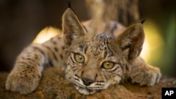 FILE - An Iberian lynx kitten is photographed in Doñana National Park in Aznalcazar, Spain, on Sept. 28, 2018.