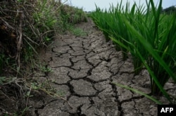 Sawah kering yang terdampak kekeringan terlihat di desa Hudianxiang di Xinyang, provinsi Henan, China tengah, 18 Juni 2024. (JADE GAO / AFP)