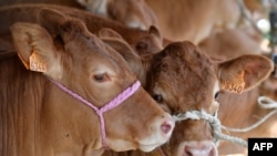 FILE - Sapi jenis limousin dengan tali kekangnya, dipamerkan pada pameran pertanian luar ruang Libramont di Libramont, Belgia, 26 Juli 2019. (JOHN THYS / AFP)