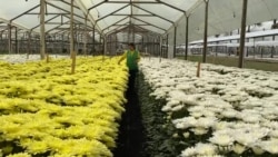 Flores colombianas alegran a los enamorados en Estados Unidos