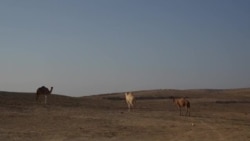 Families Mourn Lost Children in Israel-Hamas War 