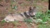 US Won't Restore Protections for Wolves in Rockies