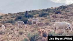 A shepherd in the High Atlas Mountains of Morocco. Tourists worldwide have flocked to this part of Morocco for its rugged beauty but the earthquake on Sept. 8, 2023, that killed thousands and demolished property also destroyed the area's tourist economy. 