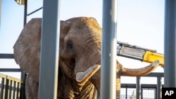 In this photo supplied by Four Paws, Charley, a four-ton African elephant, enters his enclosure to acclimatize, at the Shambala Private Game Reserve, South Africa, Aug. 19, 2024, after being transported from Pretoria's National Zoological Gardens.
